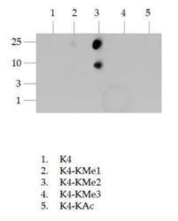Histone H3, Dimethyl Lys4 Antibody - BSA Free, Novus Biologicals 0.025mg;