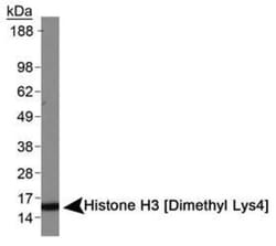 Histone H3, Dimethyl Lys4 Antibody - BSA Free, Novus Biologicals 0.025mg;
