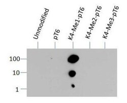 Histone H3, Monomethyl Lys4, p Thr6 Antibody - BSA Free, Novus Biologicals
