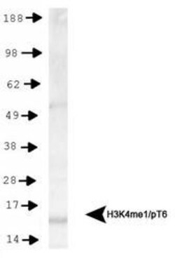 Histone H3, Monomethyl Lys4, p Thr6 Antibody - BSA Free, Novus Biologicals