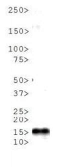 Histone H3, Monomethyl Lys4, p Thr6 Antibody - BSA Free, Novus Biologicals