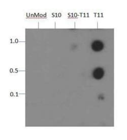 Histone H3, p Thr11 Antibody - BSA Free, Novus Biologicals 0.025 mg | Buy Online | Novus Biologicals | Fisher Scientific