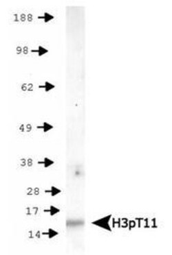 Histone H3, p Thr11 Antibody - BSA Free, Novus Biologicals 0.025 mg | Buy Online | Novus Biologicals | Fisher Scientific