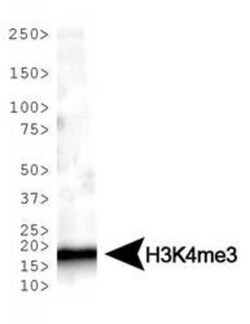 Histone H3, Trimethyl Lys4 Antibody - BSA Free, Novus Biologicals 0.025mg;