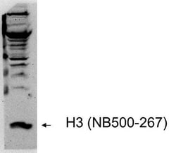 Histone H3 Antibody, Novus Biologicals:Antibodies:Primary Antibodies
