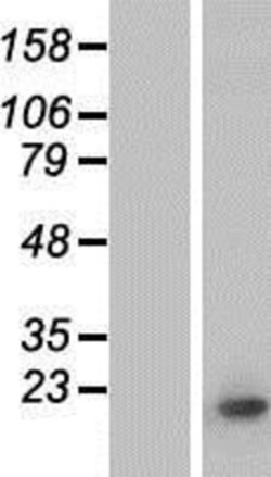 Novus Biologicals™ Histone H3.1 Overexpression Lysate