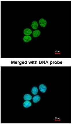 Histone H3.3A Antibody, Novus Biologicals 0.1mL; Unlabeled:Antibodies,