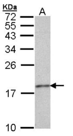 Histone H3.3A Antibody, Novus Biologicals 0.1mL; Unlabeled:Antibodies,