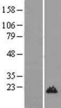 Novus Biologicals™ Histone H3.3A Overexpression Lysate
