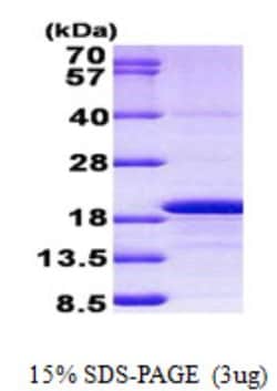 Novus Biologicals&trade;&nbsp;Recombinant Human Histone H3.3A His Protein