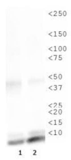 Histone H4, ac Lys16 Antibody - BSA Free, Novus Biologicals:Antibodies:Primary