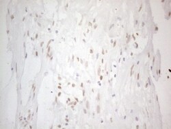 Histone Deacetylase 2/HDAC2 Antibody (OTI7E10), Novus Biologicals 0.1mL;