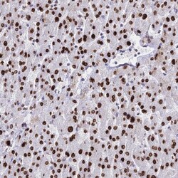 Histone H1.1 Antibody, Novus Biologicals 0.1mL; Unlabeled:Antibodies, Polyclonal