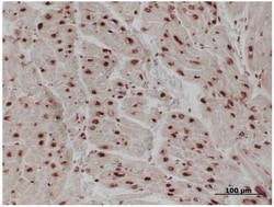 Histone H1 Antibody (21NC85), Novus Biologicals 0.05mL; Unlabeled:Antibodies,