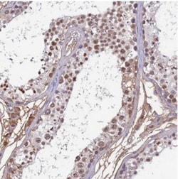 Histone H1t2 Antibody, Novus Biologicals 25 &mu;L, Unlabeled:Antibodies,