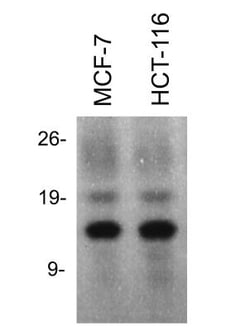 Histone H2a Antibody, Novus Biologicals 0.1mg; Unlabeled:Antibodies, Polyclonal