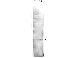 Histone H2Av, p Ser137 Antibody, Novus Biologicals 0.1mg; Unlabeled:Antibodies,