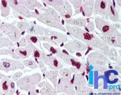 Histone H2B, member S Antibody, Novus Biologicals:Antibodies:Primary Antibodies