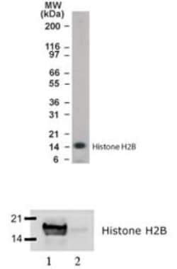 Histone H2B, member S Antibody, Novus Biologicals:Antibodies:Primary Antibodies
