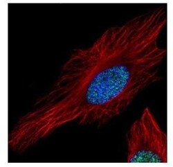 Histone H3.3A Antibody, Novus Biologicals 0.1mL; Unlabeled:Antibodies,