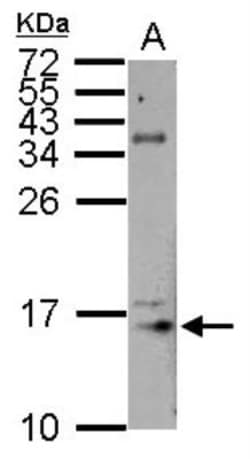 Histone H3.3A Antibody, Novus Biologicals 0.1mL; Unlabeled:Antibodies,