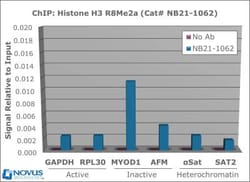 Histone H3, Asym-dimethyl Arg8 Antibody - BSA Free, Novus Biologicals 0.05 mg | Buy Online | Novus Biologicals | Fisher Scientific
