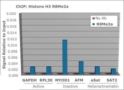Histone H3, Asym-dimethyl Arg9 Antibody, Novus Biologicals 50ug:Antibodies,