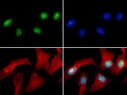 Histone H3, Asym-dimethyl Arg9 Antibody, Novus Biologicals 50ug:Antibodies,