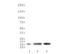 Histone H3, Asym-dimethyl Arg9 Antibody, Novus Biologicals 50ug:Antibodies,