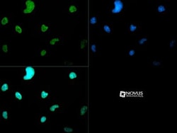 Histone H3, Dimethyl Lys4 Antibody - BSA Free, Novus Biologicals 0.025mg;