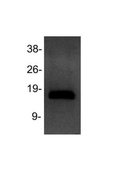 Histone H3, Dimethyl Lys4 Antibody - BSA Free, Novus Biologicals 0.025mg;