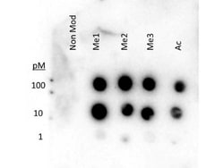 Histone H3, Methyl Lys27 Antibody, Novus Biologicals 50ug:Antibodies, Polyclonal