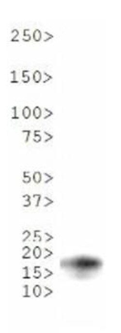 Histone H3, Monomethyl Lys18 Antibody - BSA Free, Novus Biologicals:Antibodies:Primary