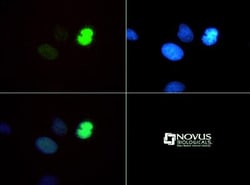 Histone H3, Monomethyl Lys4, p Thr6 Antibody - BSA Free, Novus Biologicals
