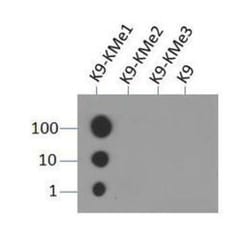 Histone H3, Monomethyl Lys9 Antibody - BSA Free, Novus Biologicals:Antibodies:Primary