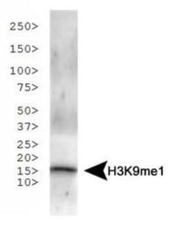 Histone H3, Monomethyl Lys9 Antibody - BSA Free, Novus Biologicals:Antibodies:Primary