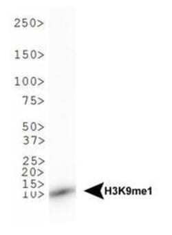 Histone H3, Monomethyl Lys9 Antibody - BSA Free, Novus Biologicals:Antibodies:Primary