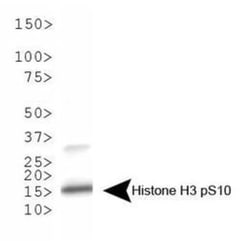 Histone H3, p Ser10 Antibody, Novus Biologicals 0.025mg; Unlabeled:Antibodies,