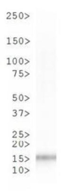 Histone H3, p Ser10 Antibody, Novus Biologicals 0.025mg; Unlabeled:Antibodies,