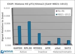 Histone H3, p Thr3, Dimethyl Lys4 Antibody - BSA Free, Novus Biologicals:Antibodies:Primary