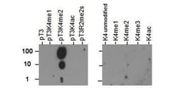 Histone H3, p Thr3, Dimethyl Lys4 Antibody - BSA Free, Novus Biologicals:Antibodies:Primary