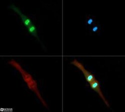 Histone H3, p Thr3, Dimethyl Lys4 Antibody - BSA Free, Novus Biologicals:Antibodies:Primary