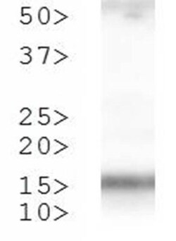 Histone H3, p Thr3, Dimethyl Lys4 Antibody - BSA Free, Novus Biologicals:Antibodies:Primary