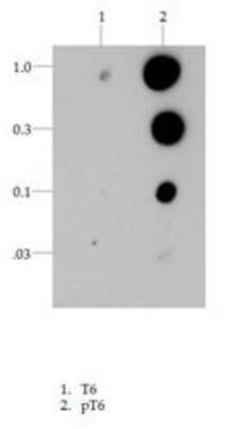 Histone H3, p Thr6 Antibody, Novus Biologicals 0.025mg; Unlabeled:Antibodies,