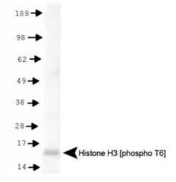 Histone H3, p Thr6 Antibody, Novus Biologicals 0.025mg; Unlabeled:Antibodies,