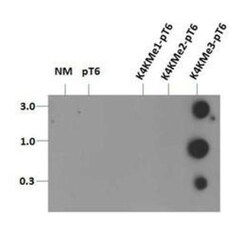 Histone H3, p Thr6, Trimethyl Lys4 Antibody - BSA Free, Novus Biologicals:Antibodies:Primary
