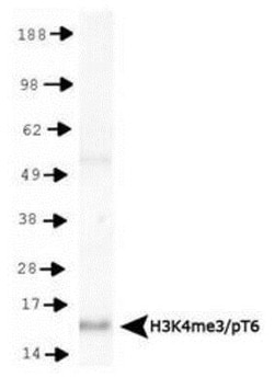 Histone H3, p Thr6, Trimethyl Lys4 Antibody - BSA Free, Novus Biologicals:Antibodies:Primary