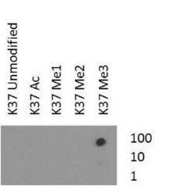 Histone H3, Trimethyl Lys37 Antibody - BSA Free, Novus Biologicals:Antibodies:Primary
