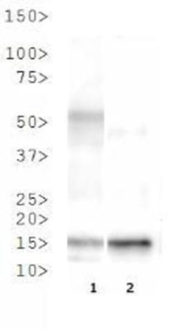 Histone H3, Trimethyl Lys37 Antibody - BSA Free, Novus Biologicals:Antibodies:Primary