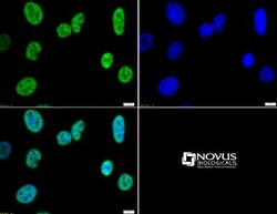 Histone H3, Trimethyl Lys4 Antibody - BSA Free, Novus Biologicals 0.025mg;